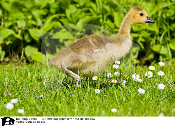 junge Kanadagans / young Canada goose / MBS-04087