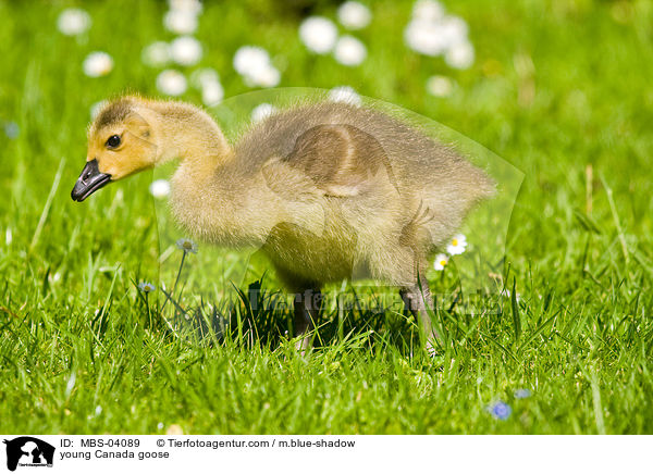 junge Kanadagans / young Canada goose / MBS-04089