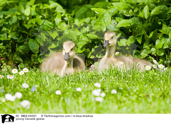 junge Kanadagnse / young Canada geese / MBS-04091