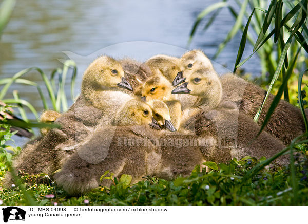 junge Kanadagnse / young Canada geese / MBS-04098