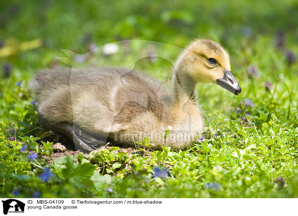 junge Kanadagans / young Canada goose / MBS-04109