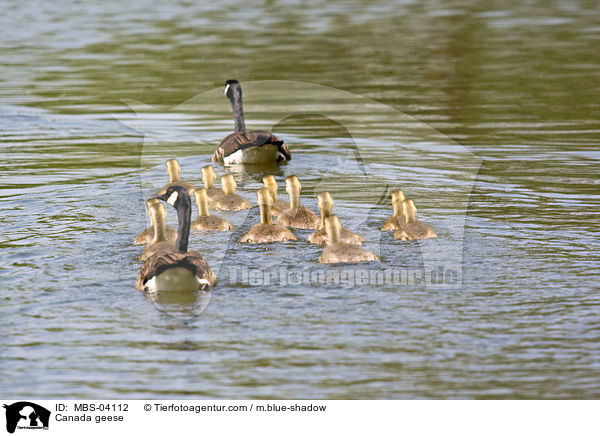 Kanadagnse / Canada geese / MBS-04112