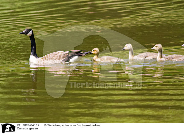 Kanadagnse / Canada geese / MBS-04119