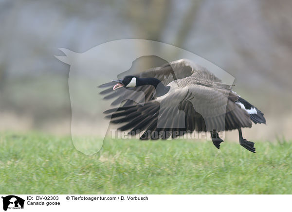 Canada goose / DV-02303