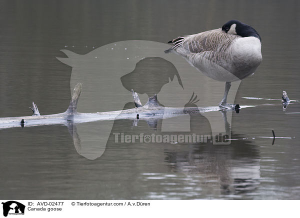 Canada goose / AVD-02477