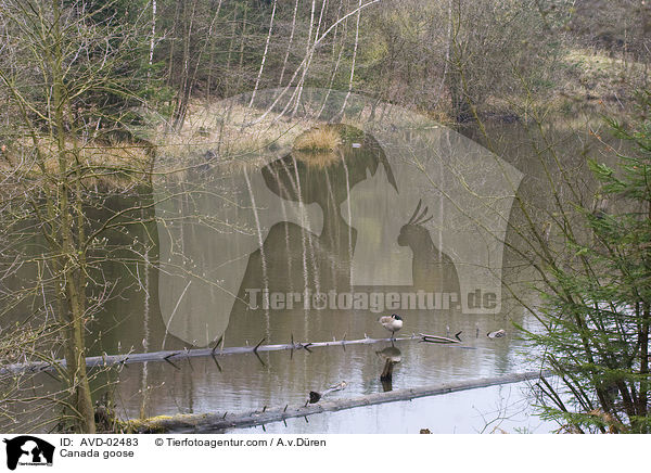 Kanadagans / Canada goose / AVD-02483