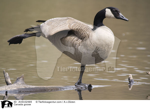 Kanadagans / Canada goose / AVD-02485