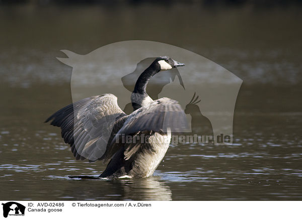 Kanadagans / Canada goose / AVD-02486