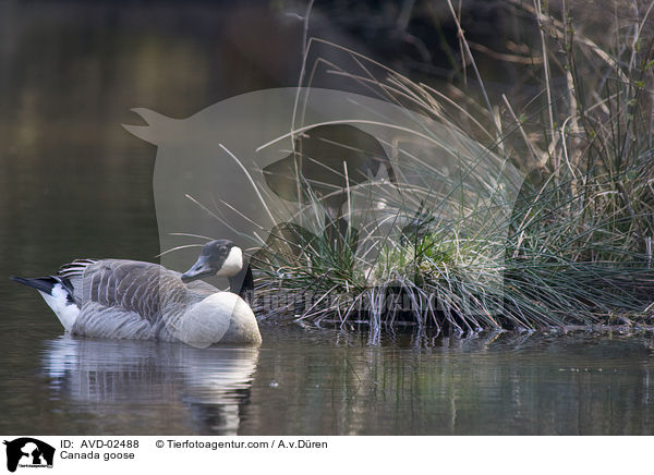 Canada goose / AVD-02488