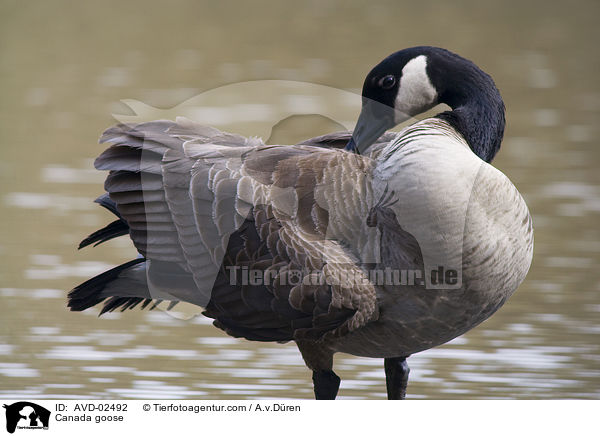 Canada goose / AVD-02492