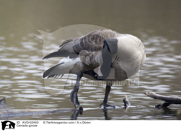 Kanadagans / Canada goose / AVD-02493