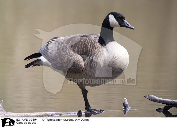 Canada goose / AVD-02494