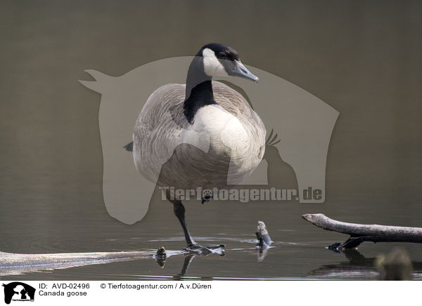 Canada goose / AVD-02496