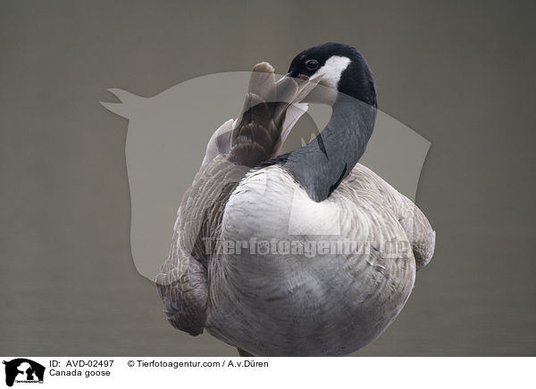 Kanadagans / Canada goose / AVD-02497