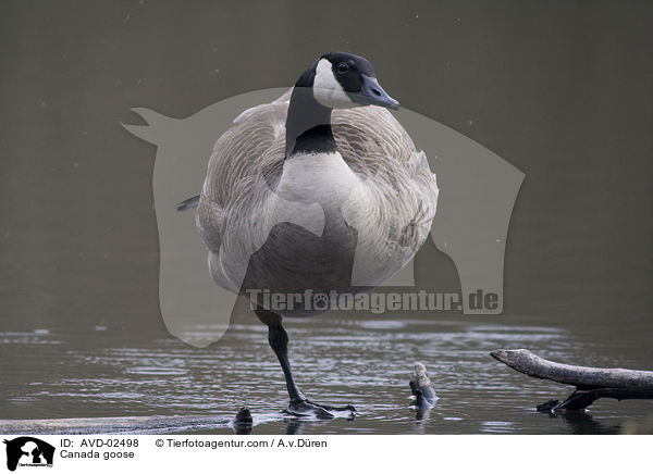 Kanadagans / Canada goose / AVD-02498