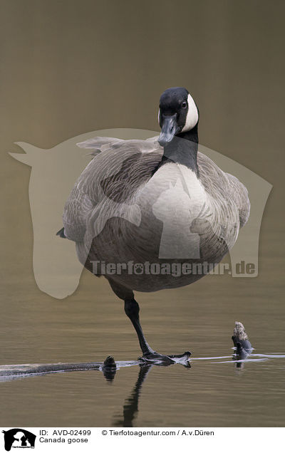 Canada goose / AVD-02499