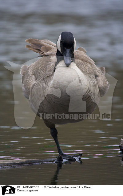 Canada goose / AVD-02503