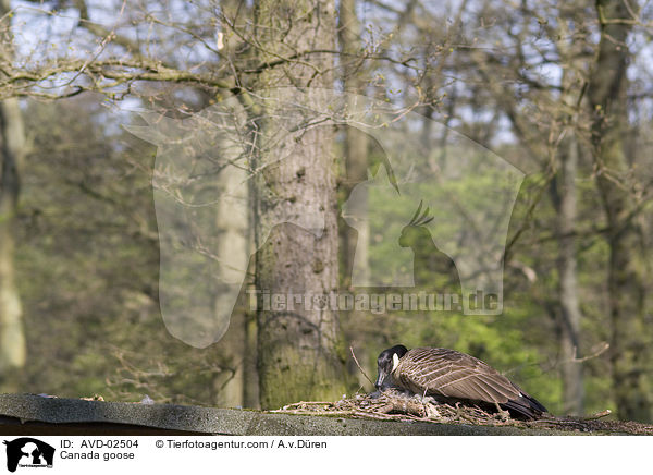 Canada goose / AVD-02504