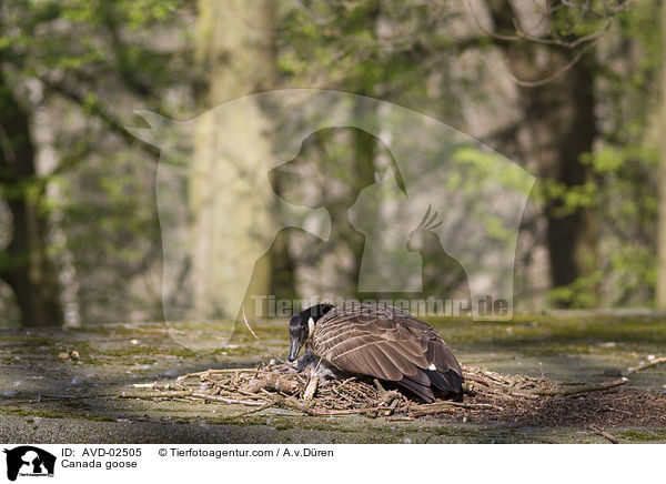 Kanadagans / Canada goose / AVD-02505