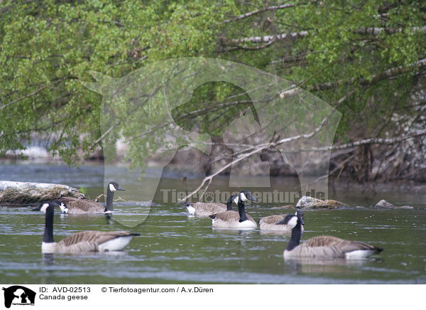Kanadagnse / Canada geese / AVD-02513