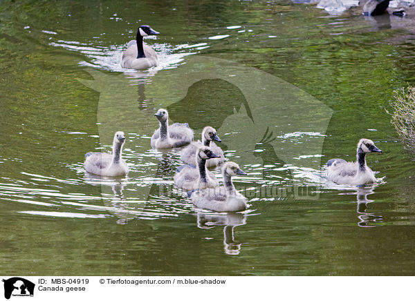 Kanadagnse / Canada geese / MBS-04919