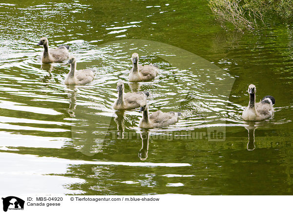 Canada geese / MBS-04920