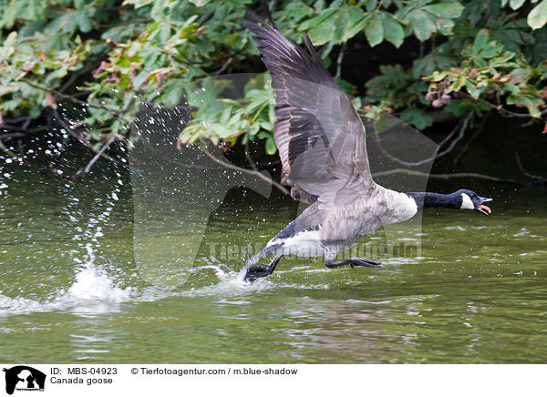 Canada goose / MBS-04923