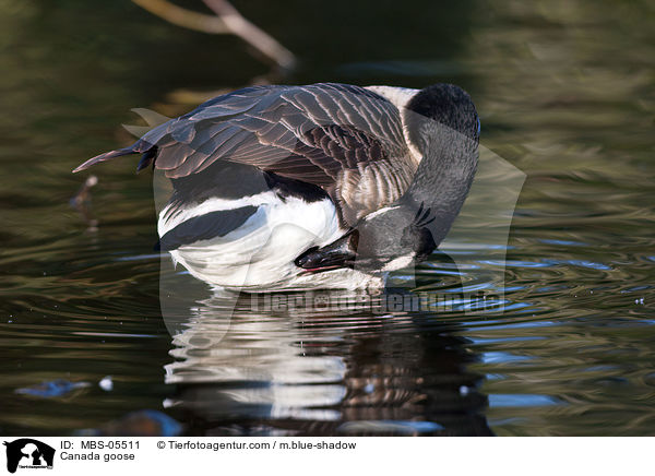 Kanadagans / Canada goose / MBS-05511