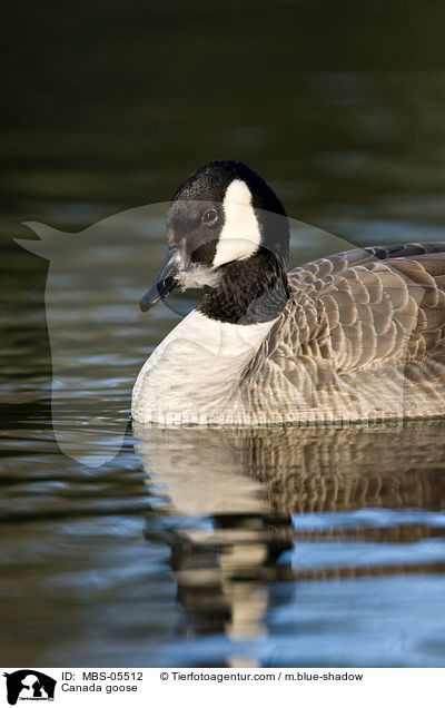Canada goose / MBS-05512