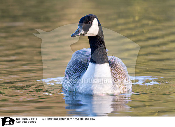 Canada goose / MBS-05516