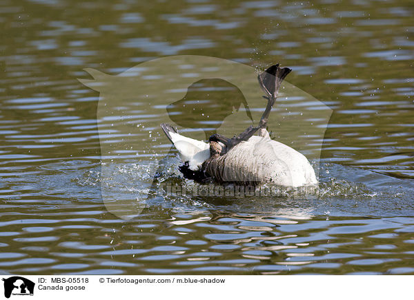 Kanadagans / Canada goose / MBS-05518