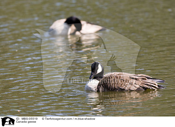 Kanadagnse / Canada geese / MBS-05519