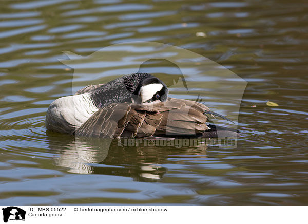 Kanadagans / Canada goose / MBS-05522