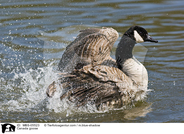 Canada goose / MBS-05523