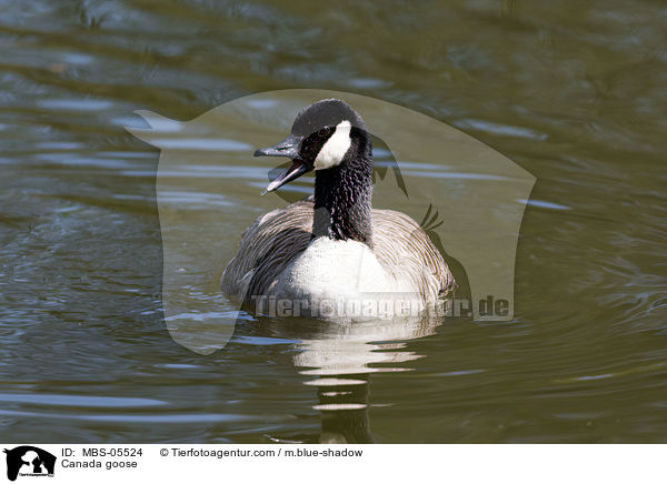 Kanadagans / Canada goose / MBS-05524