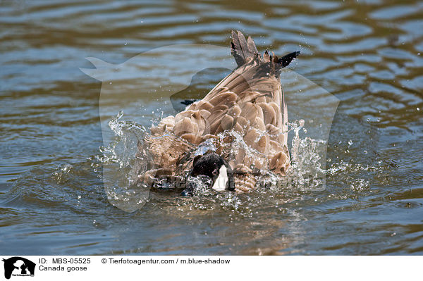 Kanadagans / Canada goose / MBS-05525