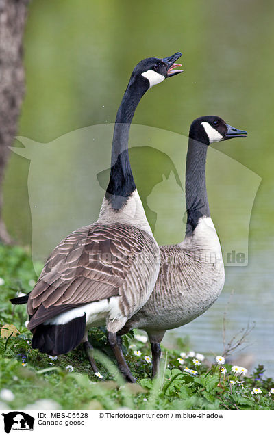 Kanadagnse / Canada geese / MBS-05528