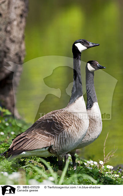 Kanadagnse / Canada geese / MBS-05529