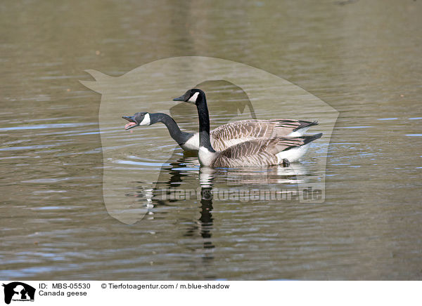 Canada geese / MBS-05530