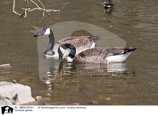 Kanadagnse / Canada geese / MBS-05531