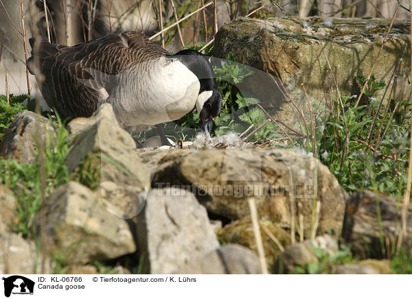 Kanadagans / Canada goose / KL-06766