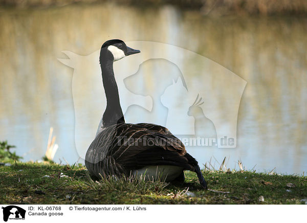 Kanadagans / Canada goose / KL-06768