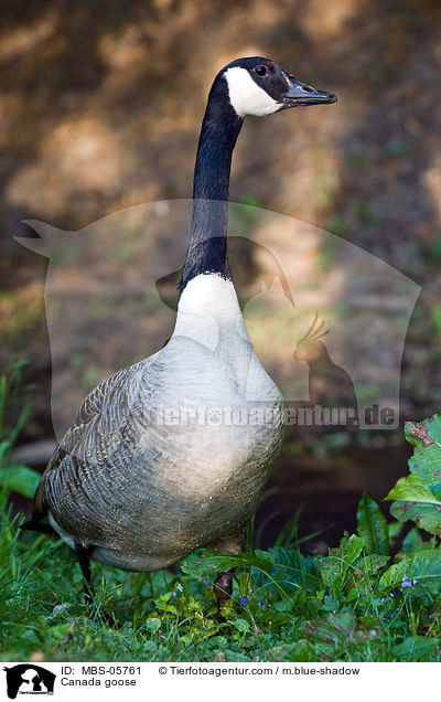 Canada goose / MBS-05761