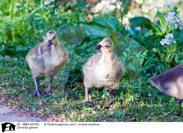 Kanadagnse / Canada geese / MBS-05762