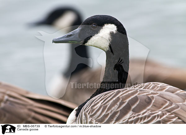 Canada goose / MBS-06739
