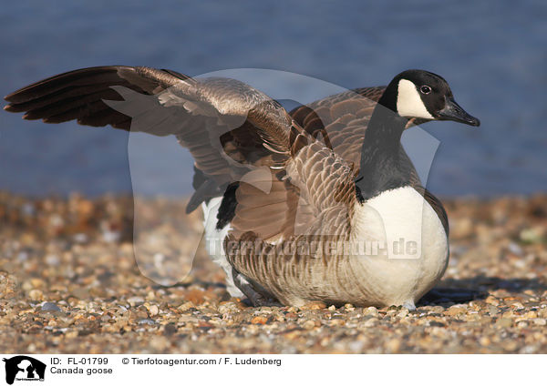Canada goose / FL-01799