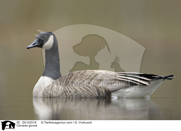 Canada goose / DV-02516