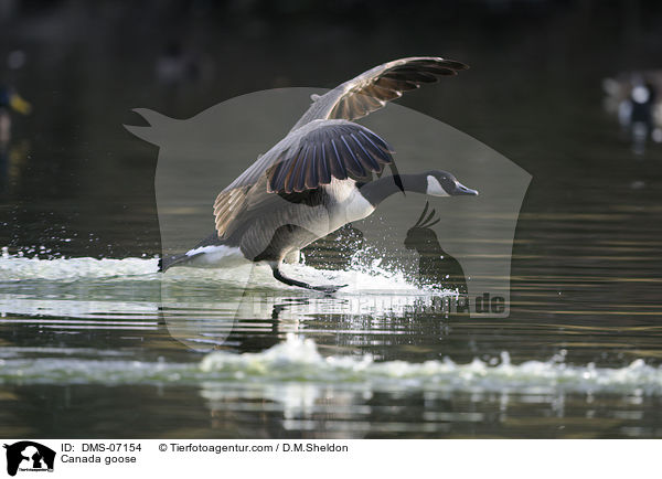 Kanadagans / Canada goose / DMS-07154