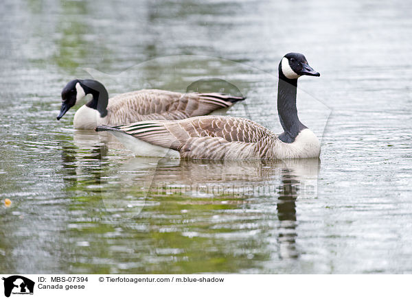 Kanadagnse / Canada geese / MBS-07394