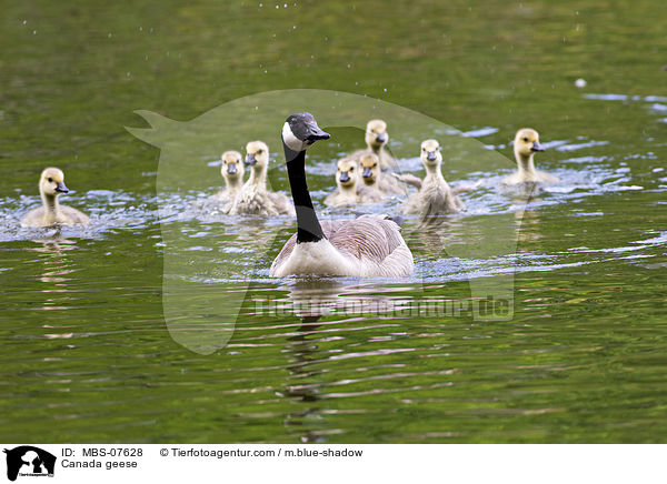 Kanadagnse / Canada geese / MBS-07628